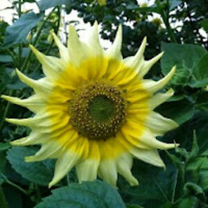 ellenanderson_1 avatar