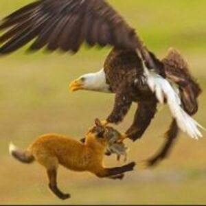 anita_holleufer_1 avatar