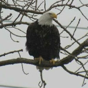 howardharbottle avatar