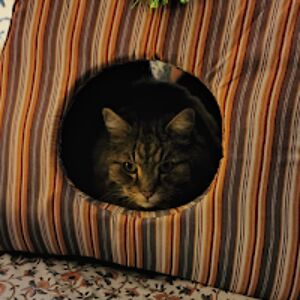 stevenkenny_2 avatar