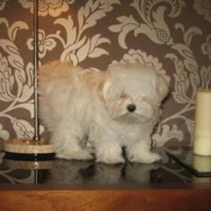 malgorzata_frelek avatar