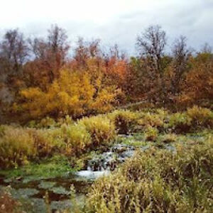 kimbertunbridge avatar