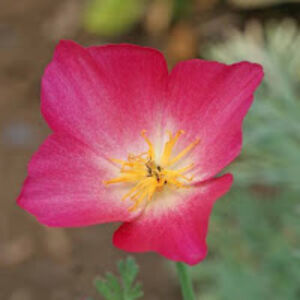 dancewithbelcaiti avatar