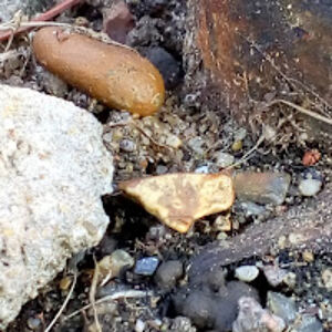 breadthathatesmustard avatar