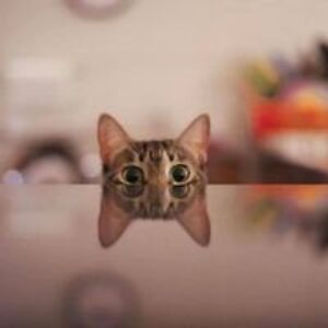 banjohnson4498 avatar