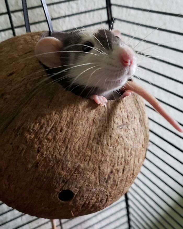 Rats Can Be Cute Too