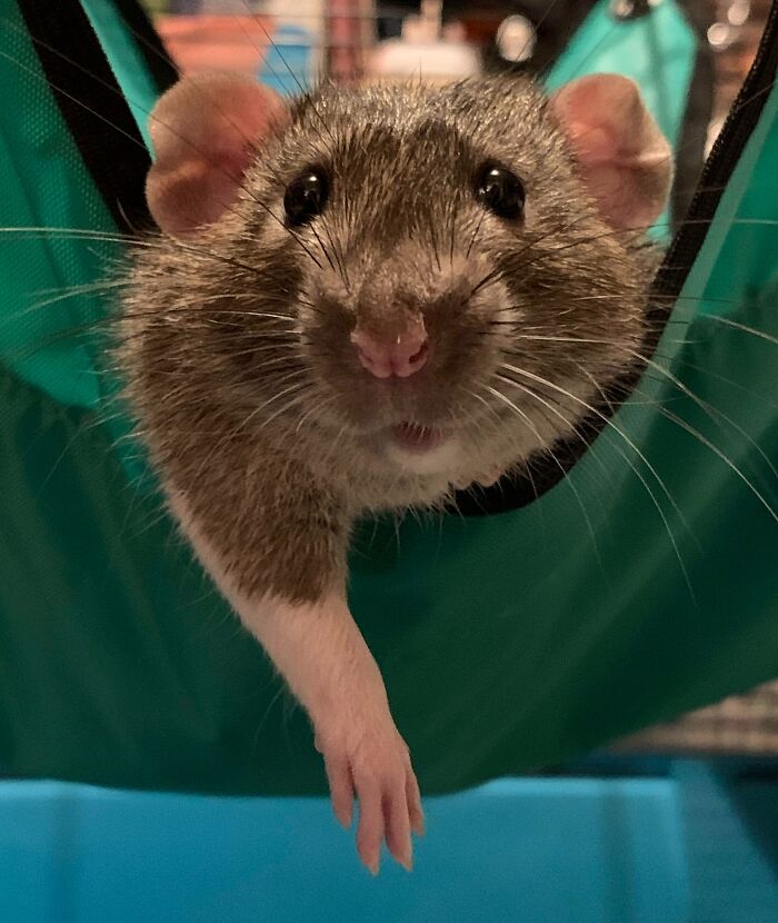 This Is Eddie The Rat, He’s Rather Photogenic At Times