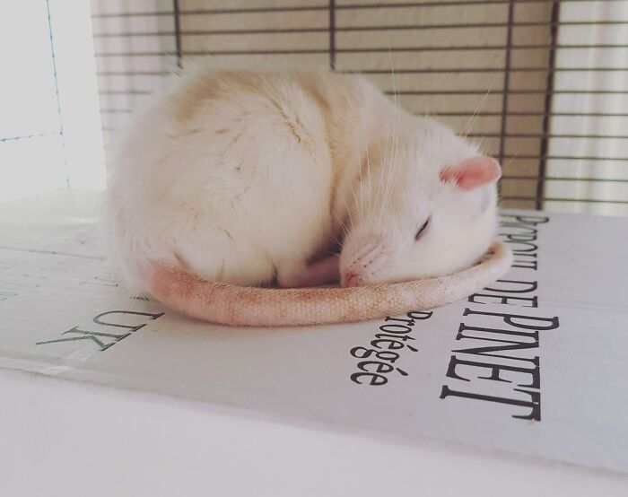 My Cute Rat