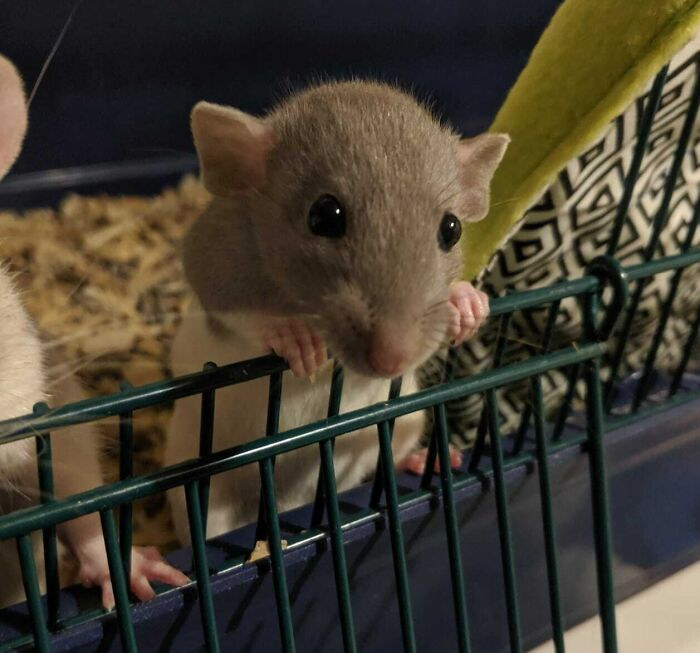 Our New Baby Rat Is Melting Hearts