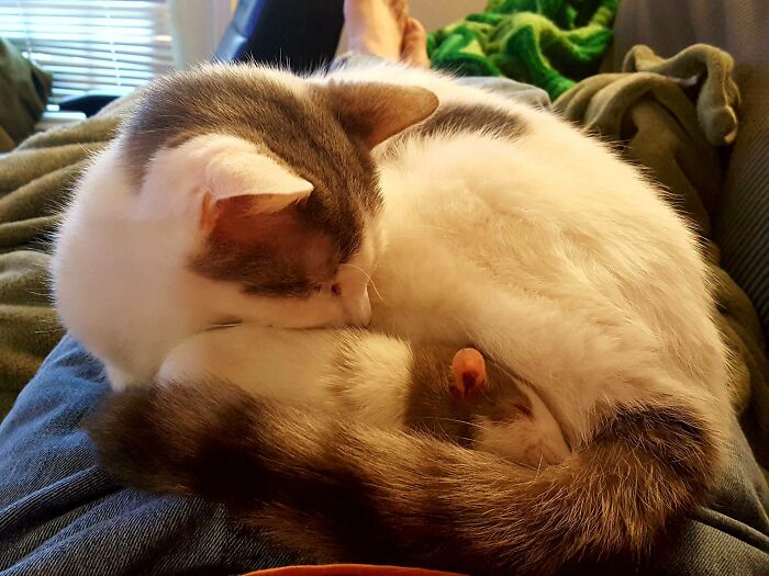 Cold Front Makes Strange Bed Fellows. Isabella The Rat And Bender The Cat