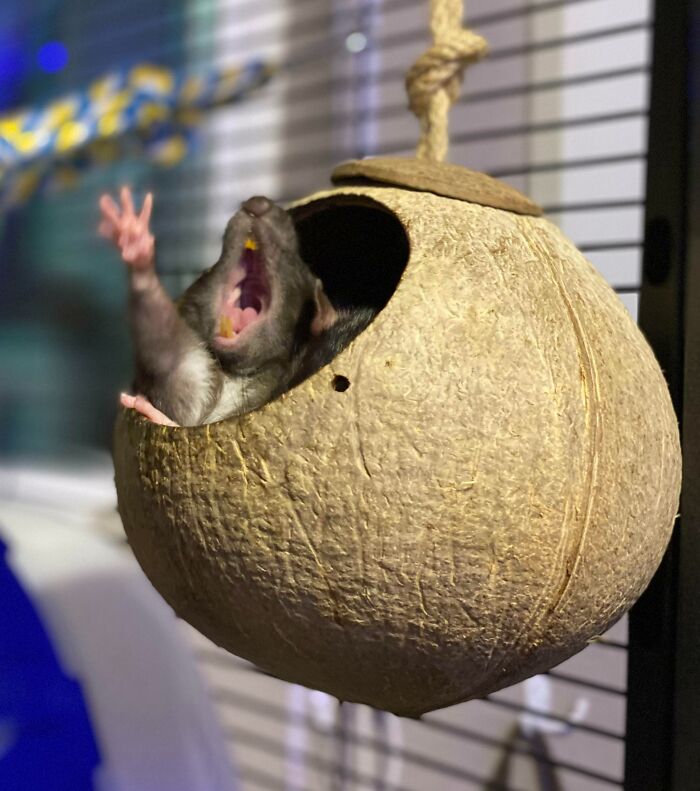 My Pet Rat Looks Like She’s Singing: I Came In Like A Wreeeeeecking Ball