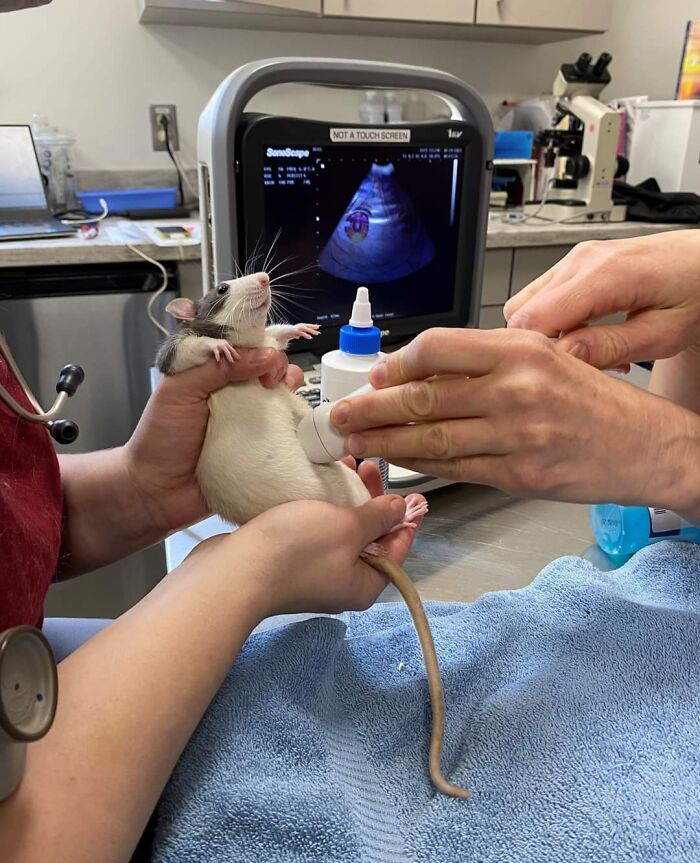 This Rat Getting An Ultrasound