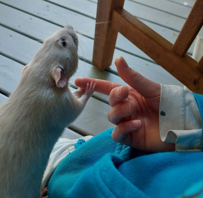 Esta es la rata de mi hija, se llama "Wasaby Bobby". Cuando está nervioso, le agarra el dedo a mi hija para calmarse