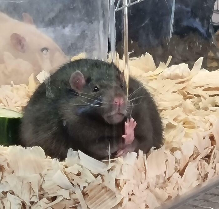 Went To A Rat Show In Scawsby (UK) Today, Saw This Guy And Thought You'd All Appreciate Him