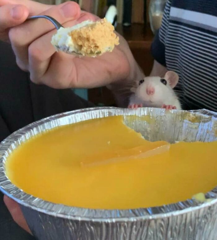 Phoebe Would Love A Bite Of That Lemon Cheesecake