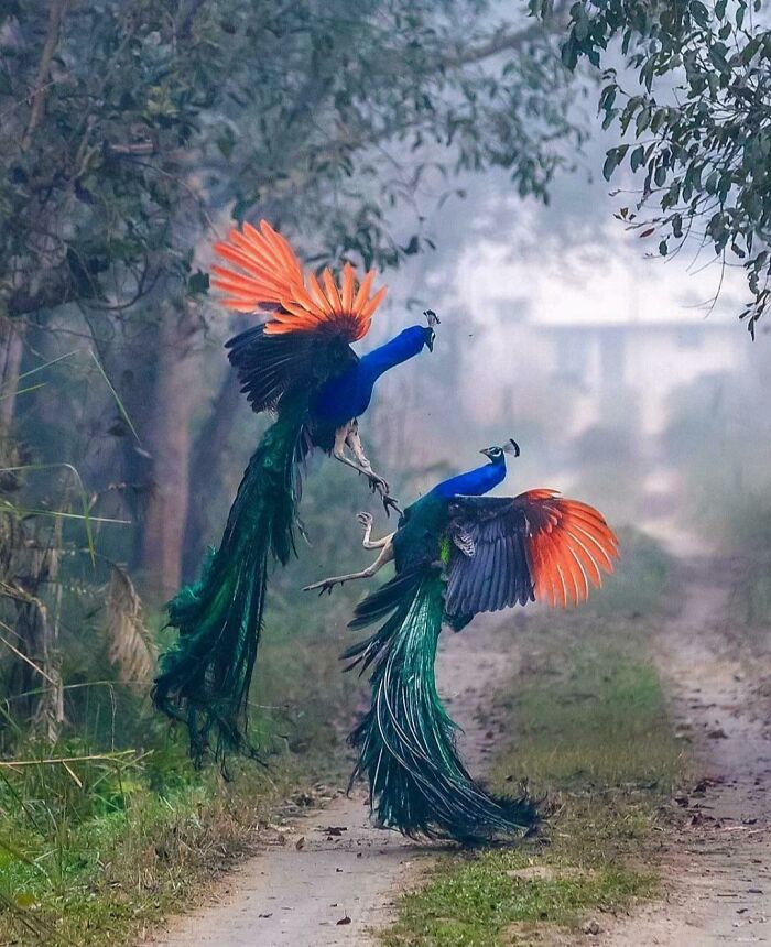 Two Peacocks Fighting Like Angels