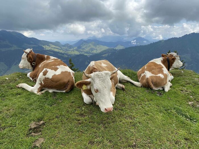 Cows Resting In The German Alps