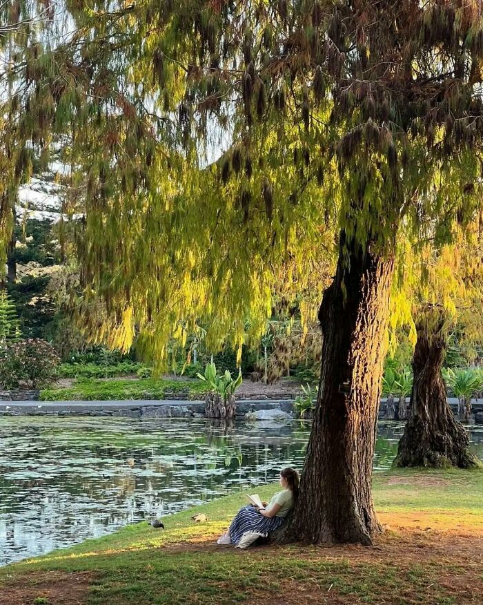 Paz entre el sauce y el lago