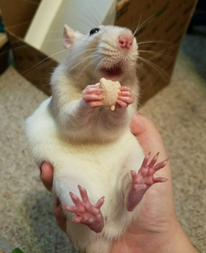 My Rat Enjoying A Strawberry Treat
