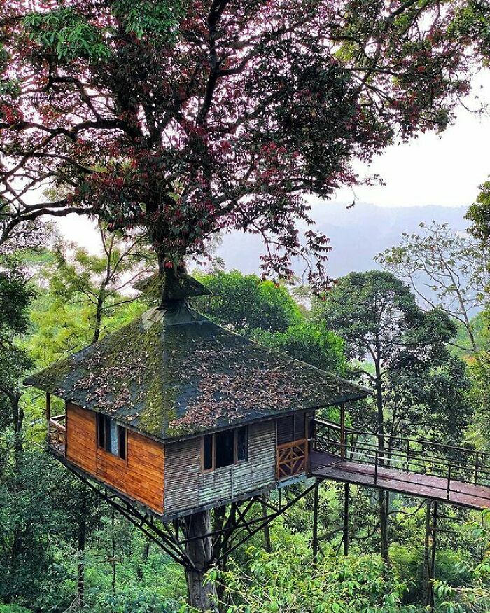 Tree House In Munnar, Kerala, India