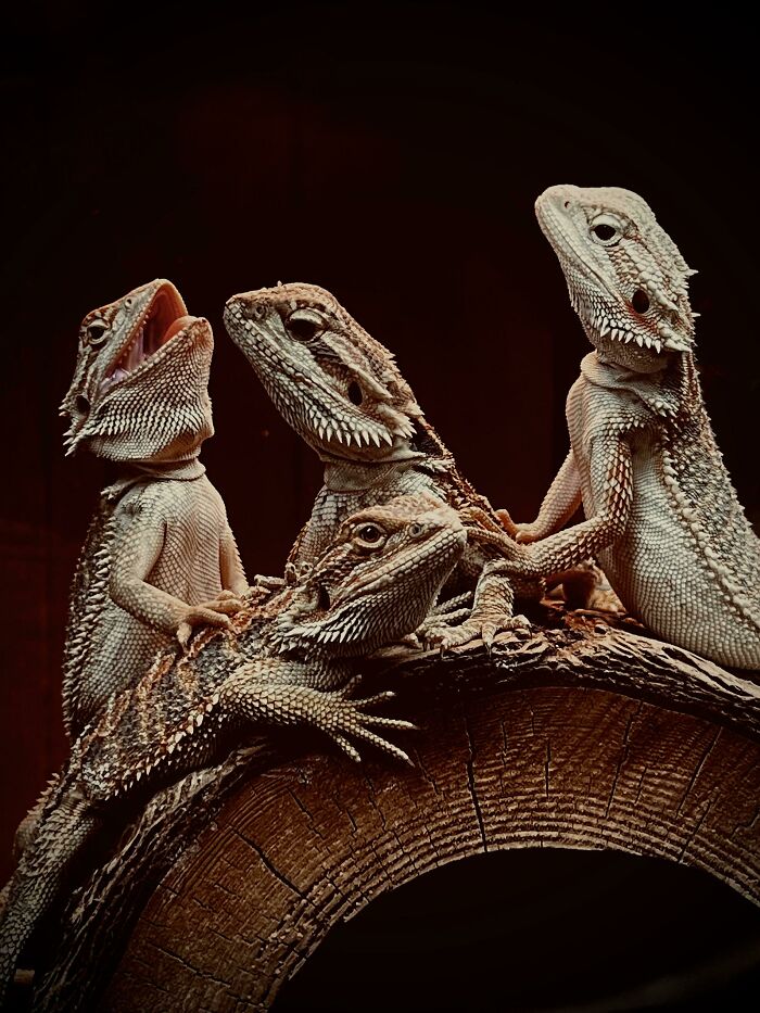 A Conference Of Bearded Dragons