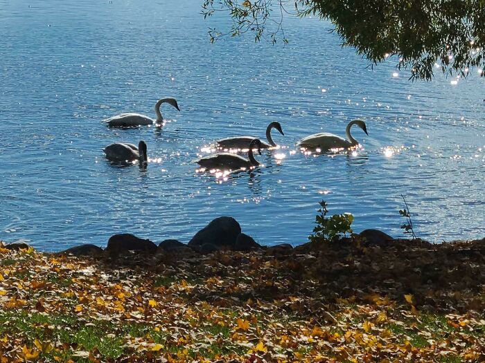 Photo My Grandma Took Of Some Swans On Her Lake