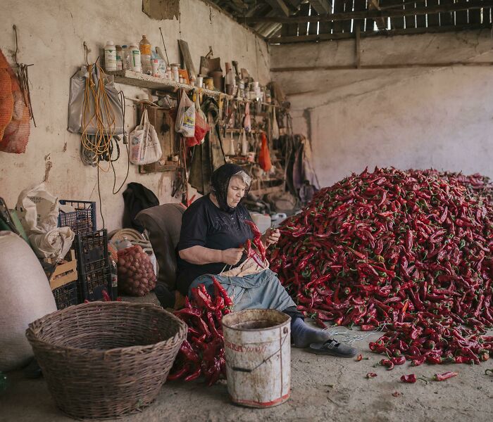 Serbia's Red Gold Pepper Harvest