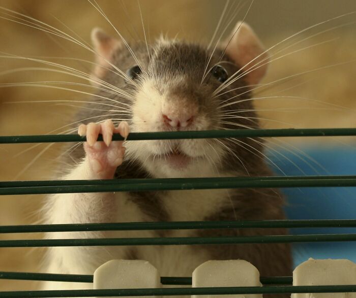 Rat Grabbies Are Superior To All Others