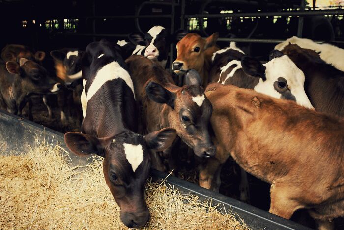 Calves At The Trough