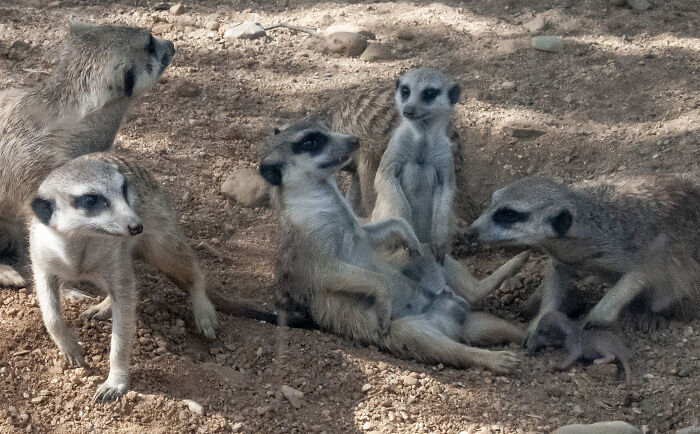 The Concern Over Young Meerkat Heir
