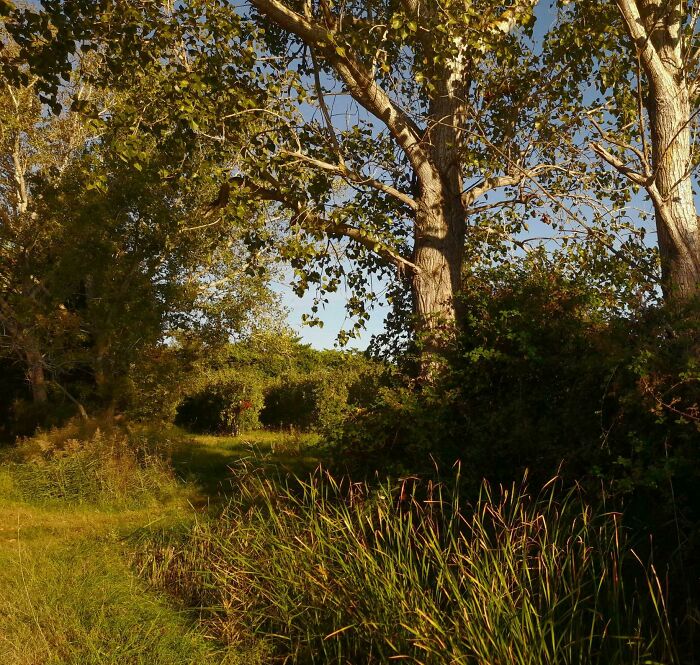 "A Walk In An Apple Orchard" (By Me - 2022)