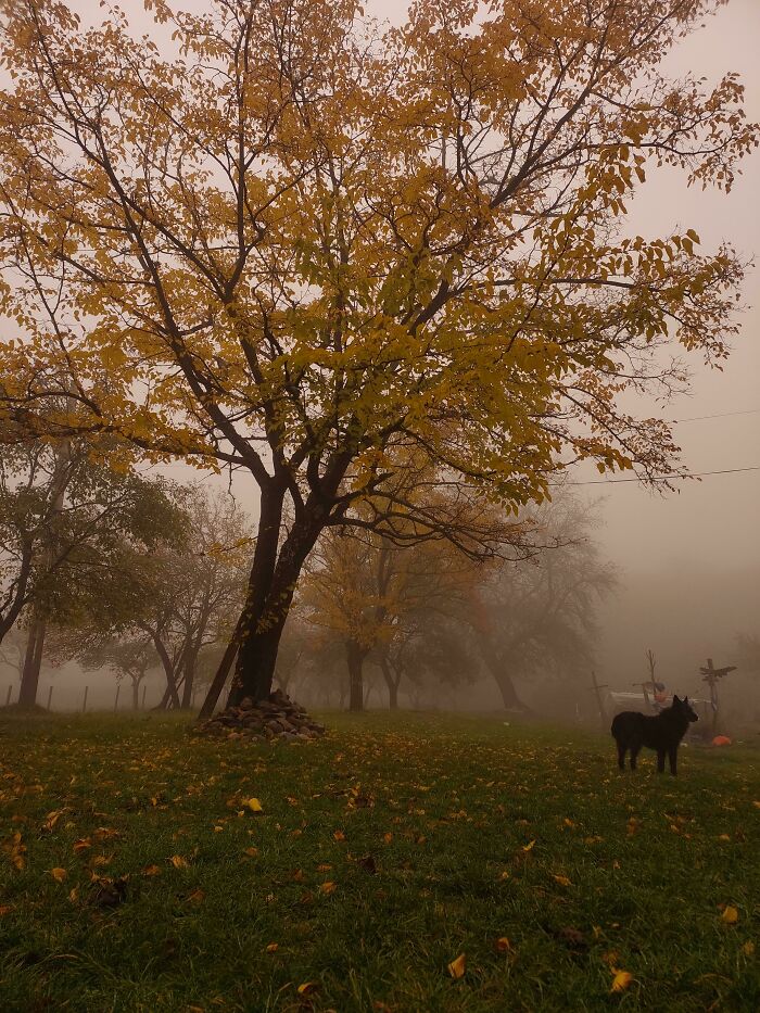 Foggy Autumn