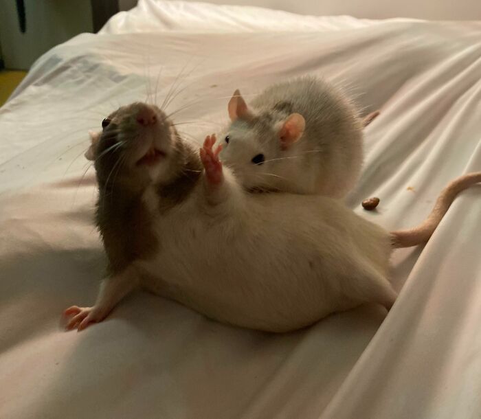 We're Integrating Two Groups Of Rats Right Now. Those Drama Queens Accidentally Went Into Renaissance Mode