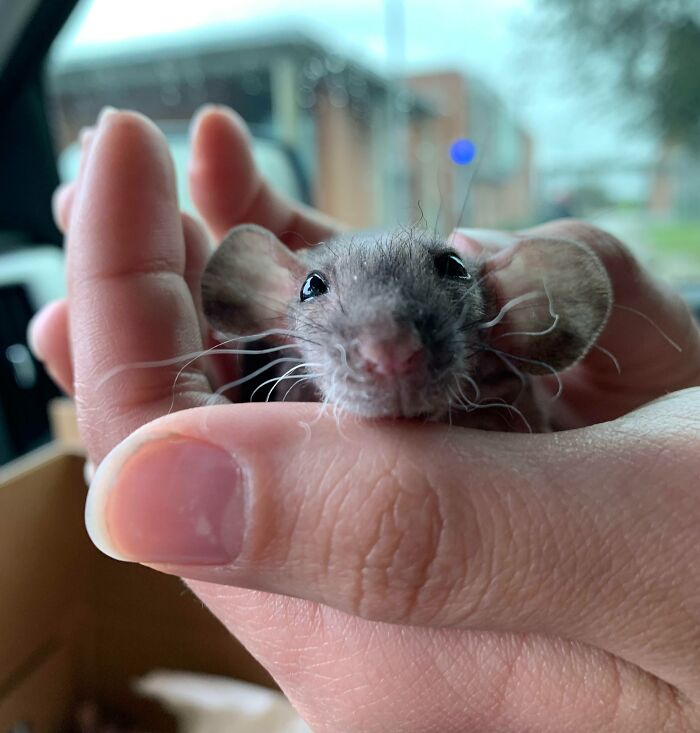 In Light Of The Dumbo Rat Being Posted; Here Is My Double Rex Dumbo Rat
