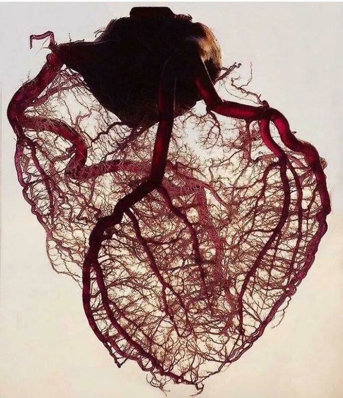 Amazing View Of The Vascularization Of The Heart