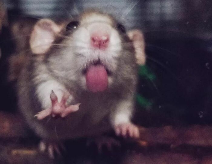 Tongue Pic Of Tarot