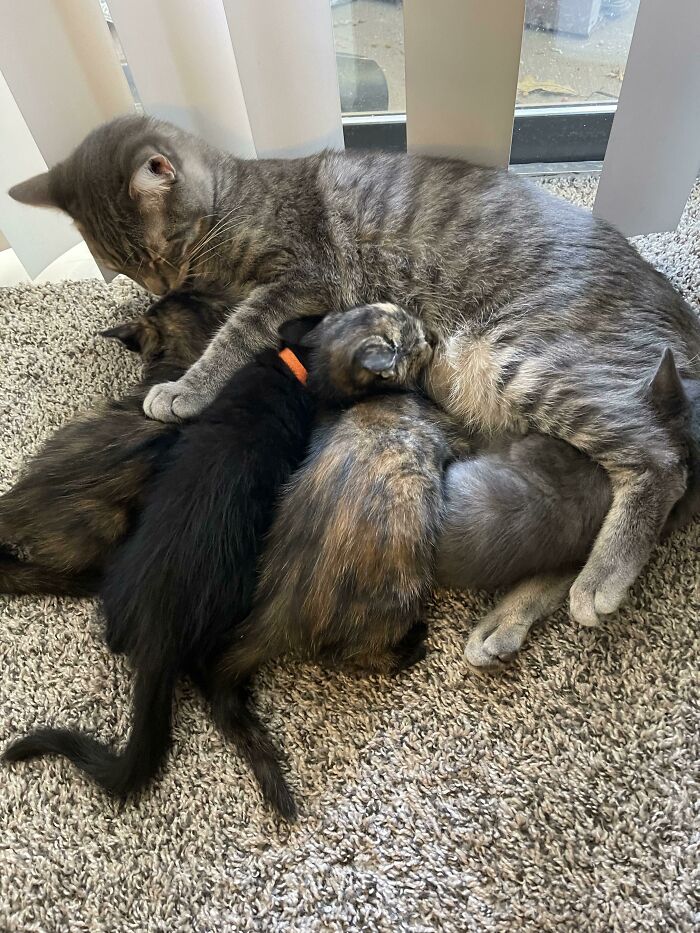 Today My Foster Kittens Tried Nursing On My Fixed Male Resident Cat. I Repeat. This Dude Has No Milk And These Are Not His Babies 😂