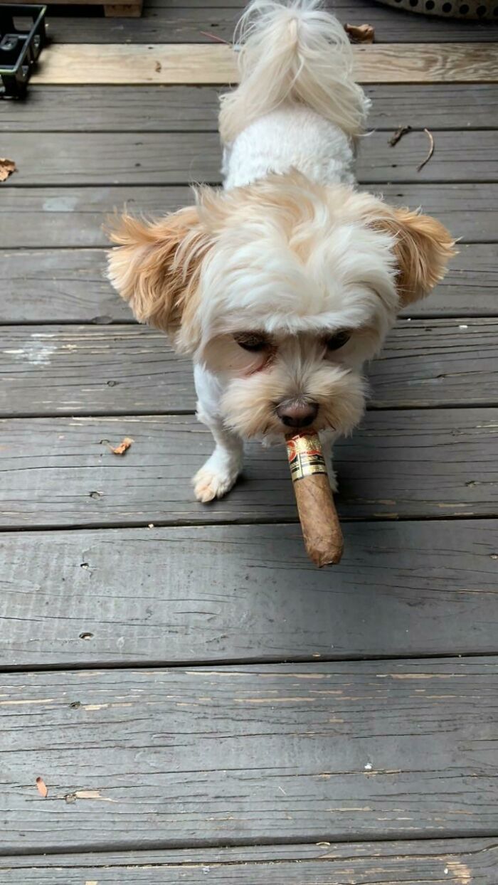My Dog Found A Cigar My Dad Accidentally Left Out And Walked Up To Me Like This