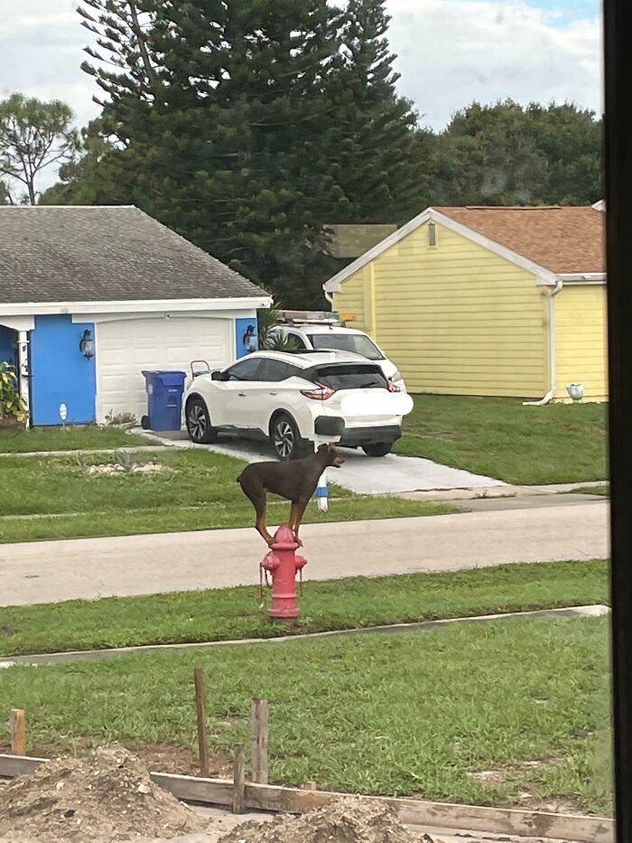 Esto sucedió en mi patio delantero esta mañana.... Tengo tantas preguntas