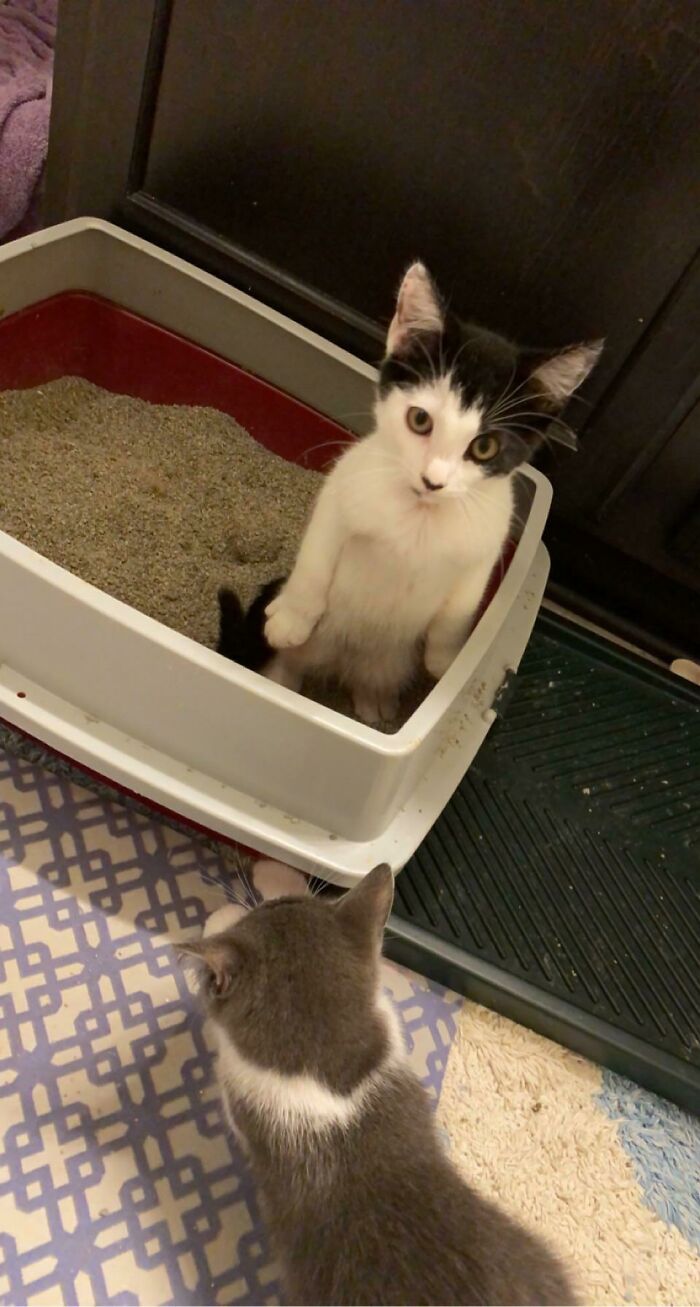 Last Year One Of The Foster Kittens We Had Maintained Eye Contact As He Took A Standing Poop