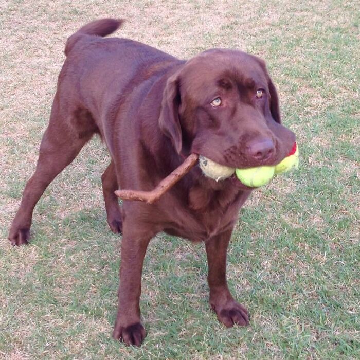 Good Doggo Collected All The Balls And A Bonus Stick 12/10