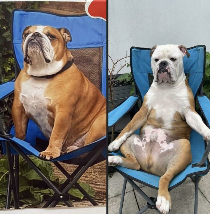 My Old Bulldog Compared To My New. I Thought The Old Had Attitude. Lord Help Me