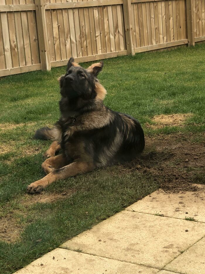 Anyone Else’s Dog Act So Proud When They Dig A Hole 