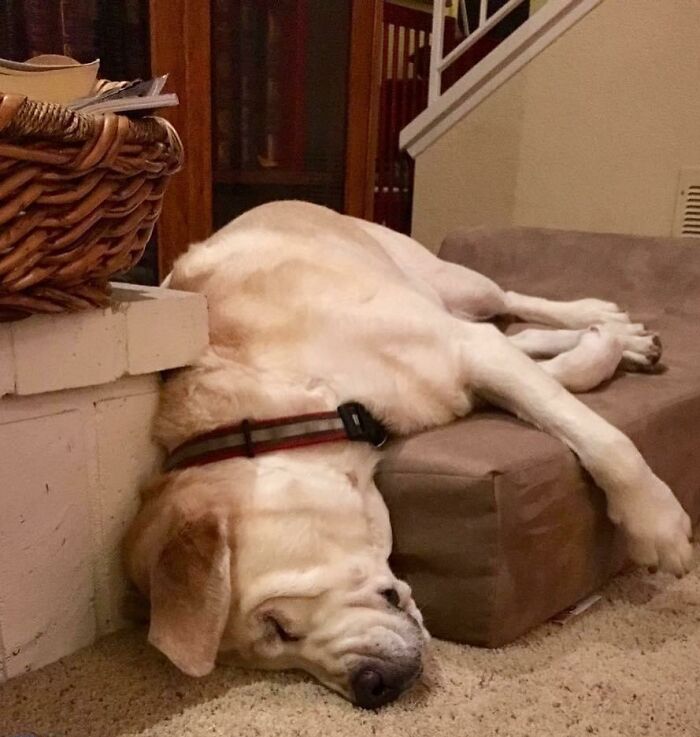 That One Time We Bought Our Dog An Expensive Orthopedic Bed With A Headrest And This Is How He Used It