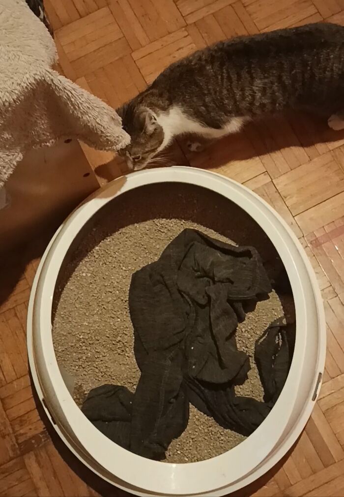 My Cat Steals Clothes From My Closet And Then Brings The Item She Stole To Her Litterbox, In Which She Carefully Places It So The Item Of Clothing Is Always Fully Inside It, No Matter How Big