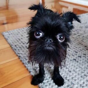 tanzteeaufspeed avatar