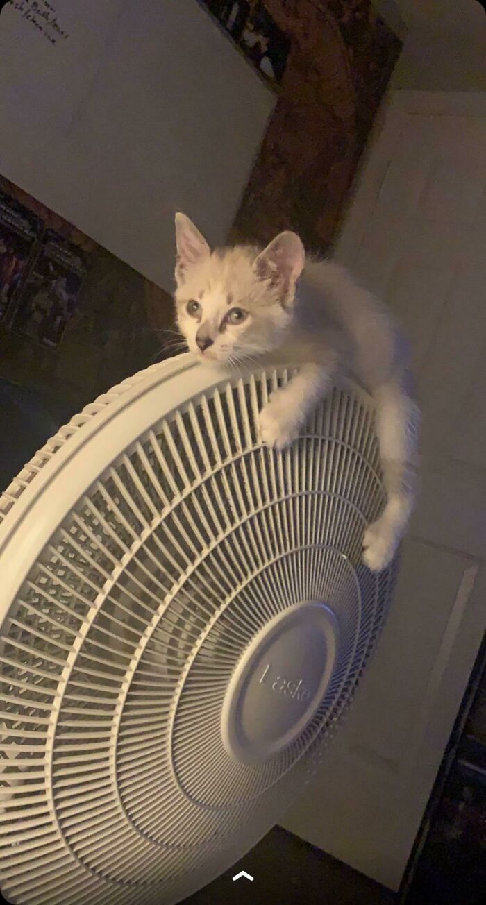 Well She Likes The Fan I Guess