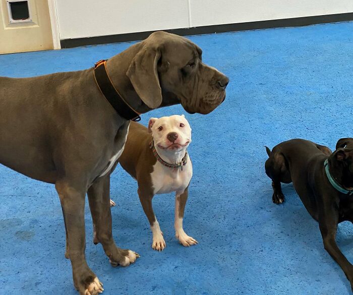 I Seriously Cannot Even! Todays Daycare Photo Of My Girl Who Is Absolutely Smitten With George, The Great Dane! The Face Says It All