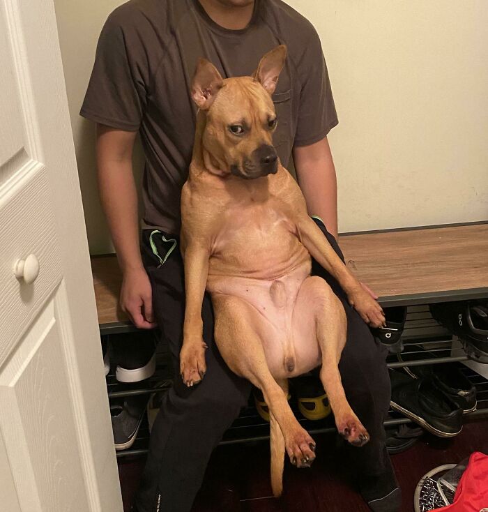 My Friend Told Me That My Dog Looks Like Baphomet When He Sits On My Lap