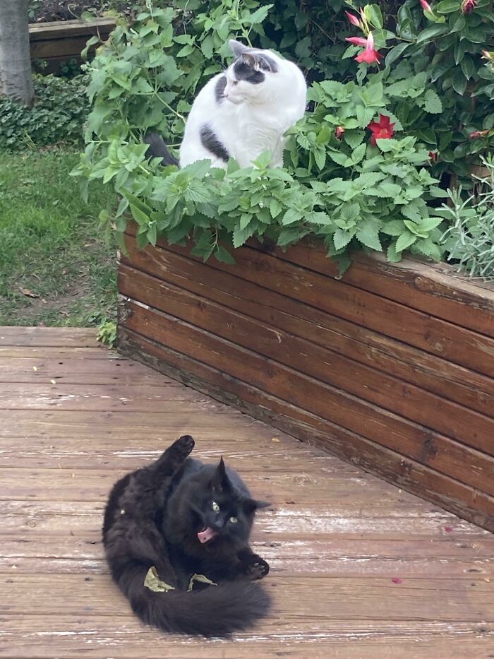 Almost Positive That Our Black Cat Got Into The Catnip That’s In The Planter Moments Before This Photo Was Taken…